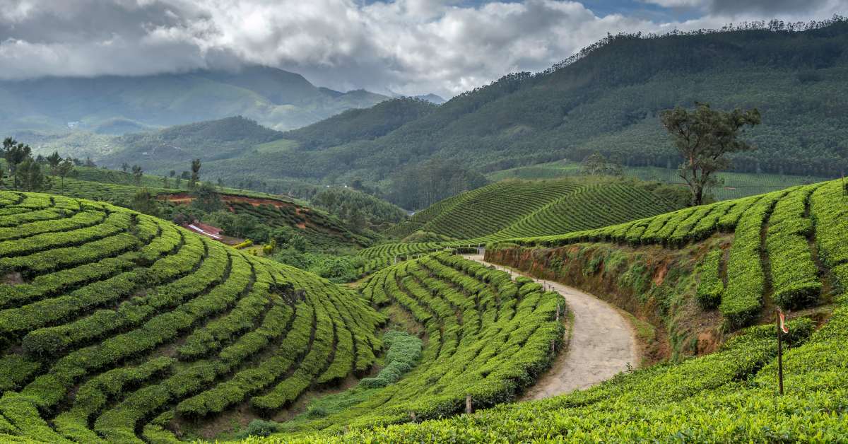 Tea garden in Munnar